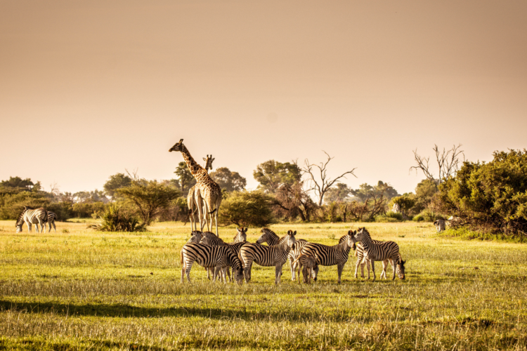 Africa Wildlife