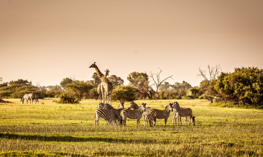 Africa Wildlife