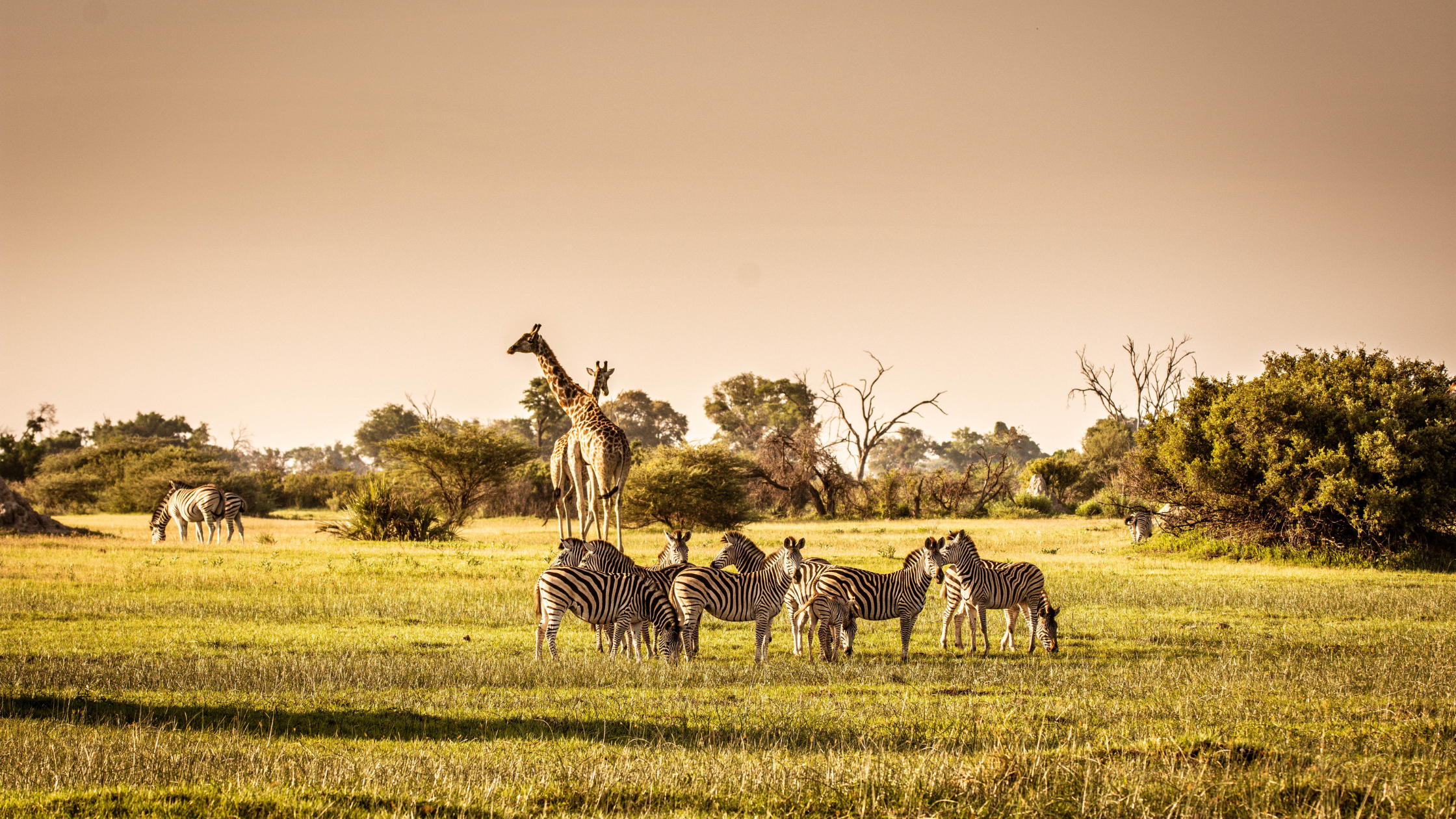 Africa Wildlife